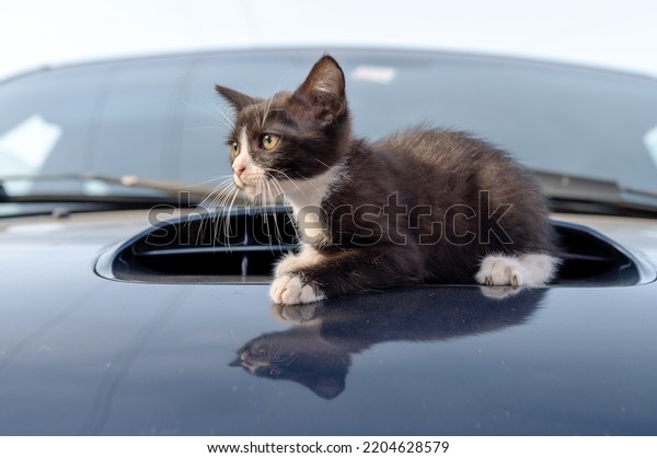Kitten on the hood of a car.\
Street cat warms on the hood of the car. Cat sleeping on a car\
hood