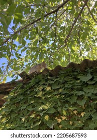 Kitten On Old Roof Wth Common Ivy On Wall
