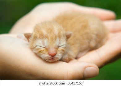 kitten on a palm of a hand