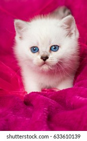 Kitten on pink blanket