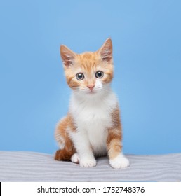 Kitten On Plain Coloured Backgrounds