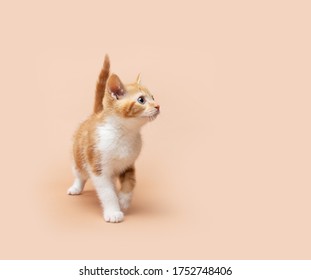 Kitten On Plain Coloured Backgrounds