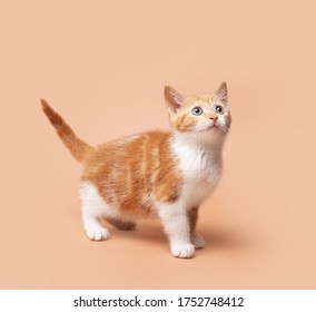 Kitten On Plain Coloured Backgrounds