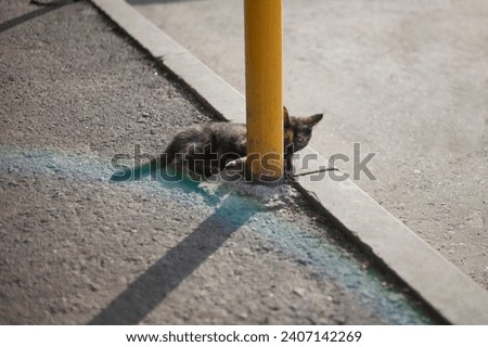 Similar – Image, Stock Photo kitten as murderer