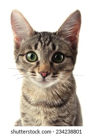 Kitten On A White Background