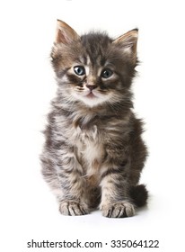 Kitten On White Background.