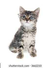 kitten on a white background - Shutterstock ID 3662210