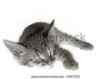 Similar – Image, Stock Photo Grey hangover lying on a board