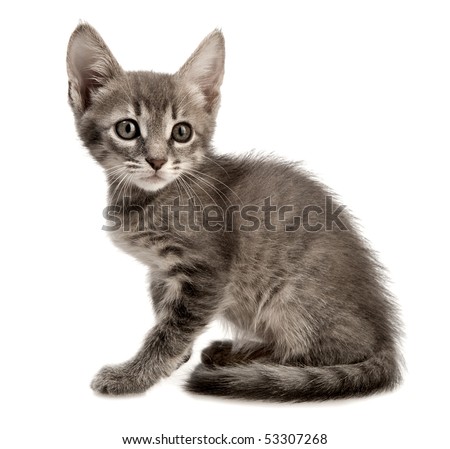 Kitten on a white background