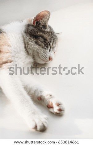 Similar – Image, Stock Photo Grey hangover lying on a board