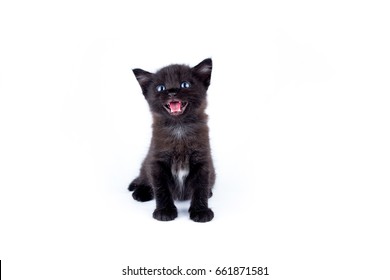 Bulu Babi Images, Stock Photos u0026 Vectors  Shutterstock