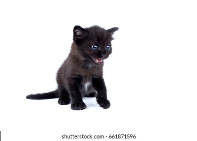 Bulu Babi Images, Stock Photos u0026 Vectors  Shutterstock