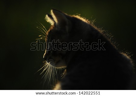 Similar – Image, Stock Photo Cat in the bush Bushes