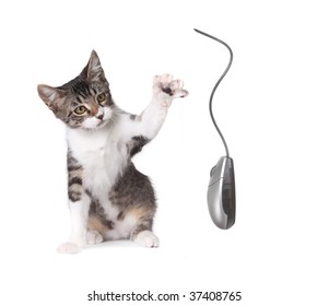 Kitten Pawing at a Computer Mouse on White