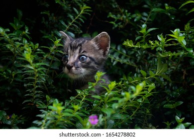                               Kitten peeking out from bushes
