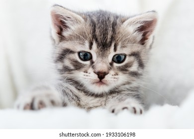 Kitten peeks out holding by paws. Happy Kitten baby looking at camera. Cat Portrait. Grey tabby fluffy kitten hiding behind blanket on couch. Playful cat resting on soft white blanket at home alone.
