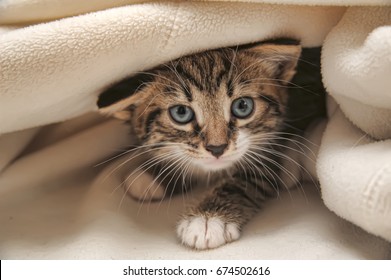 Gatos Pequeños: Imágenes, fotos de stock y vectores | Shutterstock