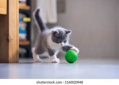 The kitten is playing with a ball - Shutterstock ID 1160020948