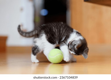 Kitten playing with a ball - Shutterstock ID 2367104839
