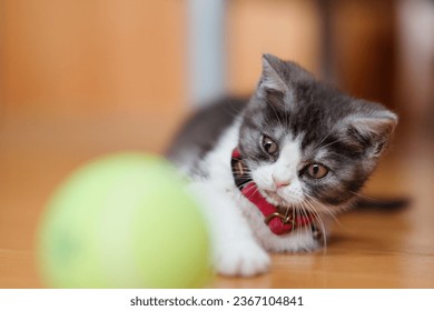 Kitten playing with a ball - Shutterstock ID 2367104841