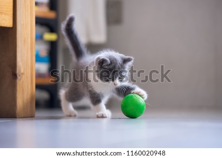 The kitten is playing with a ball