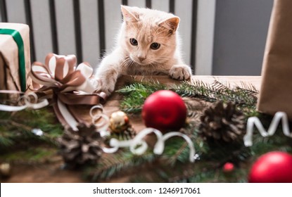 Kitten Playing With Christmas Toys.