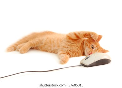 kitten playing with computer mouse isolated on white background