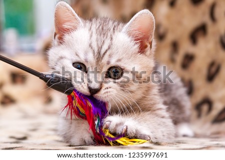 Kitten playing with feather wand - small British kitten gray white color chews cat toy looking at the camera close-up