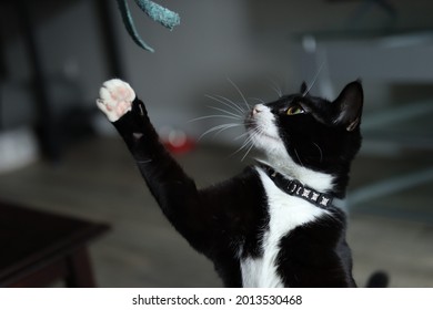 Kitten Playing With His Favourite Toy