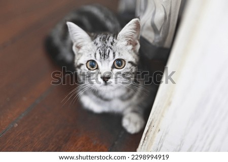 Kitten playing at home, peekaboo, playing on the sheet, playing on the floor,playing on the sofa,interacting with people, american shorthair, black and gray kitten, black cute paws,well-behaved kitten