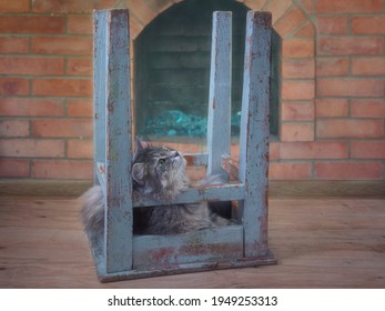  Kitten playing in an inverted stool near the fireplace