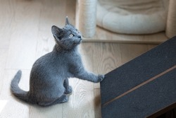 Kitten Is Playing Near A Cat House