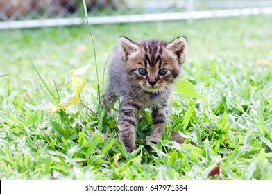 Kitten playing outside 