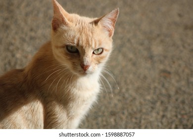 子猫 じゃれる の写真素材 画像 写真 Shutterstock