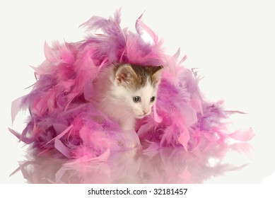 338 Cat feather boa Images, Stock Photos & Vectors | Shutterstock