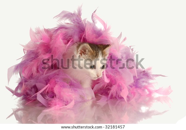 17 Chat Betise Images Stock Photos Vectors Shutterstock