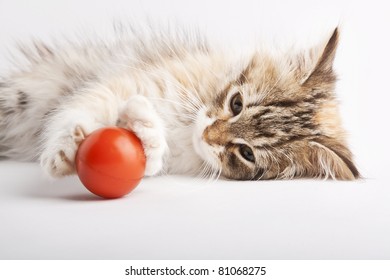 kitten playing with ball