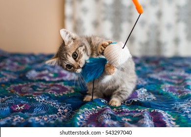 Kitten Playing With Toy