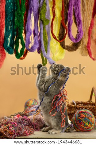 Similar – Grey cat in hammock