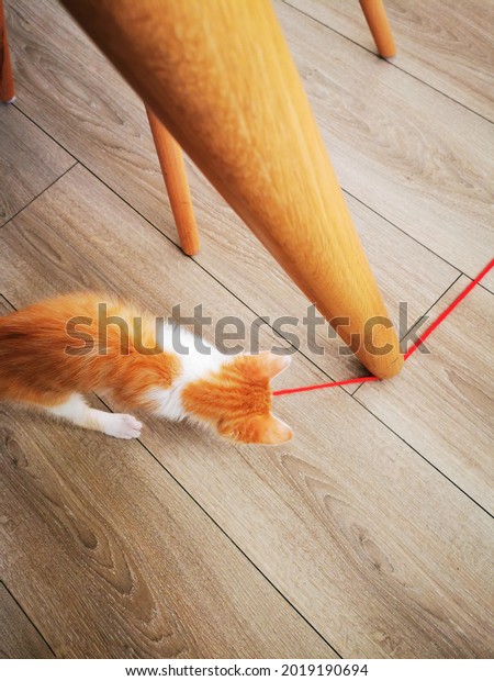 kitten playing with yarn\
under a table