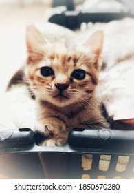 A Kitten Posing Toward The Camera