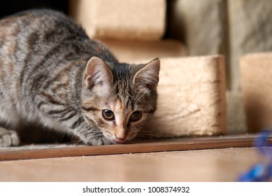 Kitten With Protruding Tounge Is Hunting On A Blue Ribbon.