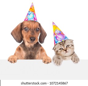 puppy wearing birthday hat