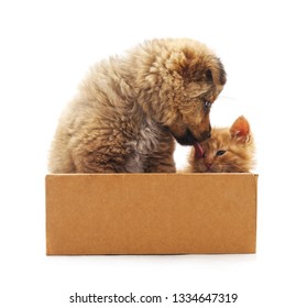 Katze Hund Liebe Stock Photos Images Photography