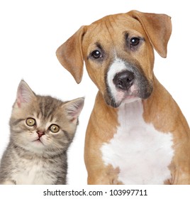 Kitten and puppy. Close up portrait on white background