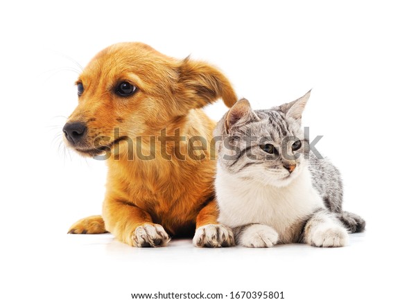 Photo De Stock Joli Chien Et Chat Ensemble Sur Shutterstock