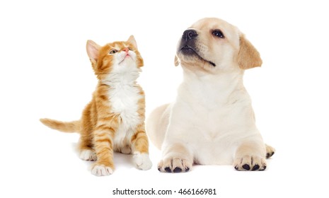 Kitten And Puppy Labrador Looking On White Background