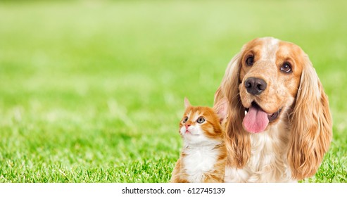 Kitten And Puppy On Green Grass