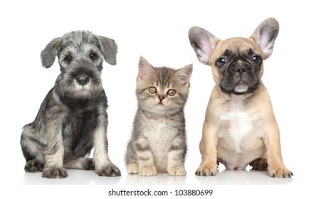 Kitten And Puppy On A White Background