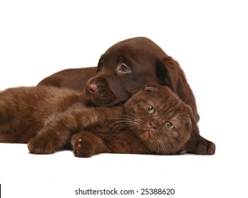 Chocolate Scottish Fold Images Stock Photos Vectors Shutterstock